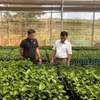 Mô hình ươm giống chanh dây ứng dụng công nghệ cao của Công ty TNHH Sản xuất và Thương mại giống Ngọc Thủy Tiên tại xã Chư Sê, tỉnh Gia Lai. (Ảnh: Hoài Nam/TTXVN)