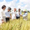 Sản xuất lúa gạo-Điểm sáng trong quan hệ hợp tác nông nghiệp Việt Nam-Cuba. (Nguồn: TTXVN)