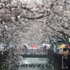 Hoa anh đào nở rộ tại Hàn Quốc. (Ảnh: Yonhap/TTXVN)