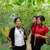 Một mô hình sản xuất nông nghiệp hữu cơ từ nguồn vốn đầu tư của Agribank. (Ảnh: Vietnam+)