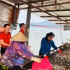 Ngân hàng Nhà nước triển khai gói tín dụng 100.000 tỷ đồng cho lĩnh vực nông, lâm, thủy sản nhằm hỗ trợ sản xuất, giảm chi phí vốn cho người dân. (Ảnh: Vietnam+)