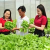 Từ nguồn vốn vay của Agribank, nhiều cá nhân, hộ gia đình đã phát triển hiệu quả mô hình sản xuất kinh doanh, thoát nghèo và vươn lên làm giàu. (Ảnh: Vietnam+)