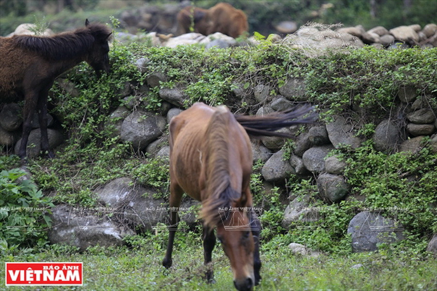 Đã từ nhiều đời, người dân ở đây dùng đá cuội để tạo nên những bức tường vững chắc che chở cho những ngôi nhà, thửa ruộng của họ. (Ảnh: Việt Cường)