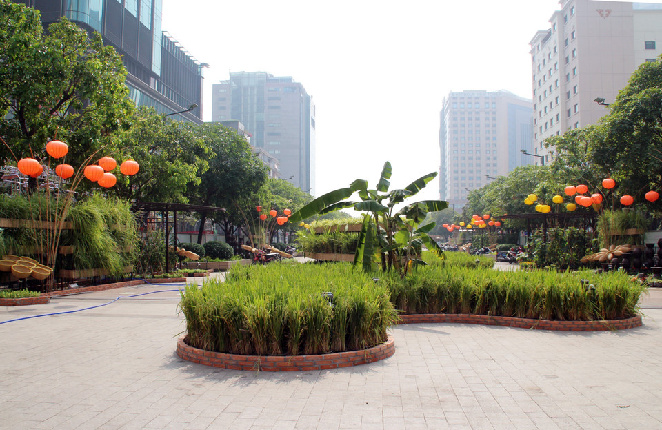 Trên diện tích hơn 600m2 của Đường hoa Nguyễn Huệ Tết Nhâm Dần 2022, khách tham quan sẽ tản bộ giữa một bên là ruộng lúa tầng cao gợi nhớ hình ảnh thửa ruộng bậc thang miền núi và một bên là ruộng lúa tầng thấp của những thửa ruộng miền xuôi. (Ảnh: Mỹ Phương/TTXVN)