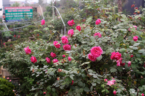 Hồng cổ khoe sắc dịp Tết về. (Ảnh: Phan Xâm/Vietnam+)