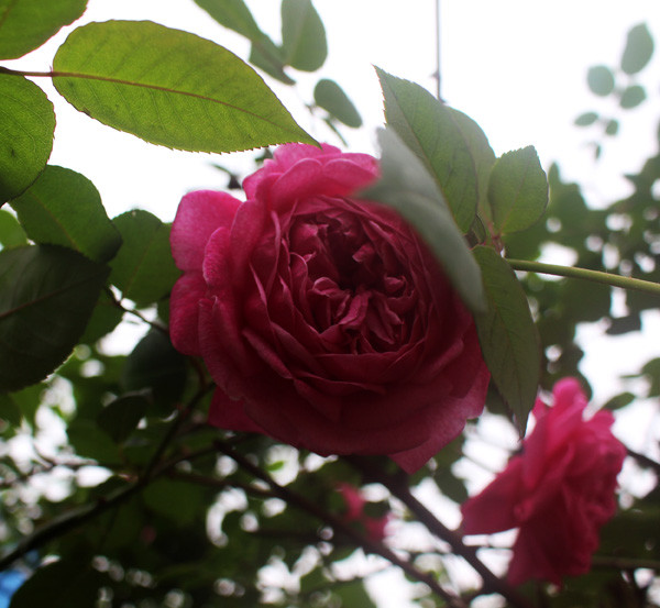 Hồng cổ khoe sắc dịp Tết về. (Ảnh: Phan Xâm/Vietnam+)