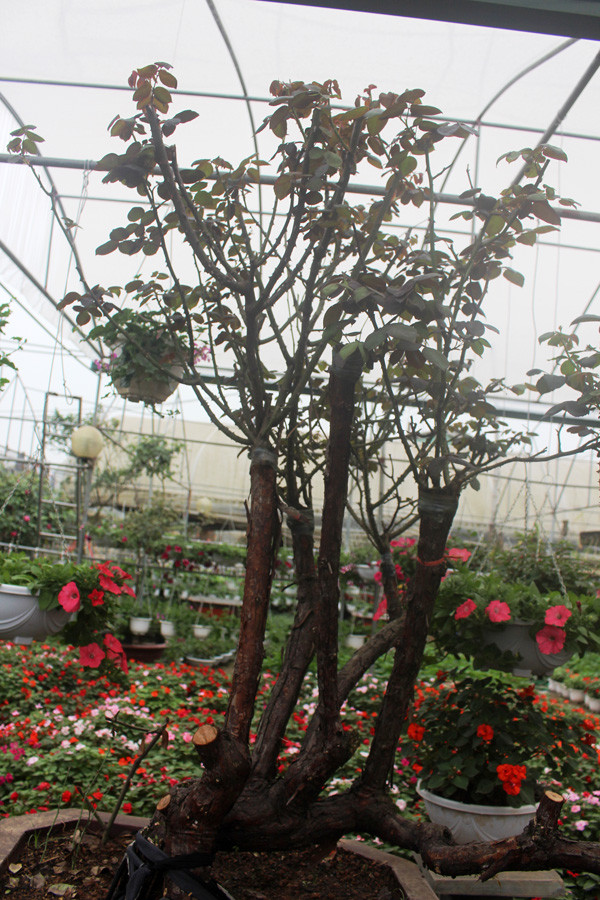 Cây được 10 năm tuổi, gốc to bằng nắm tay, có màu xanh rêu đậm. (Ảnh: Phan Xâm/Vietnam+)