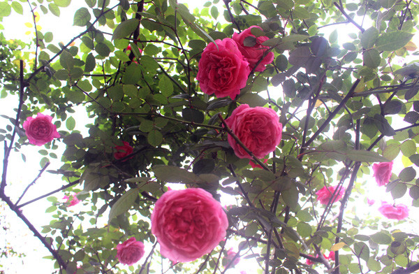 Khi nở, bông hoa to bằng cái bát ăn cơm, có mùi thơm mát. (Ảnh: Phan Xâm/Vietnam+)