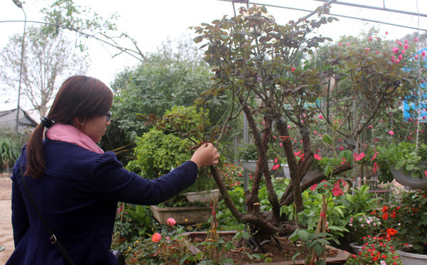 Thú chơi hồng cổ Sapa gần đây trở nên phổ biến, thu hút nhiều chủ nhà vườn ở khắp các tỉnh, đặc biệt là Hà Nội. (Ảnh: Phan Xâm/Vietnam+)