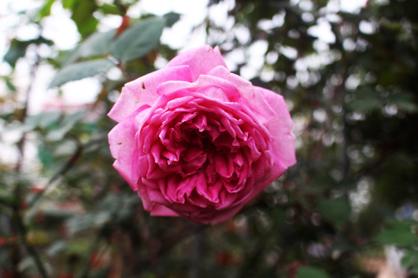 Hồng cổ Sapa có nguồn gốc từ châu Âu, là giống hồng Pháp cổ. (Ảnh: Phan Xâm/Vietnam+)