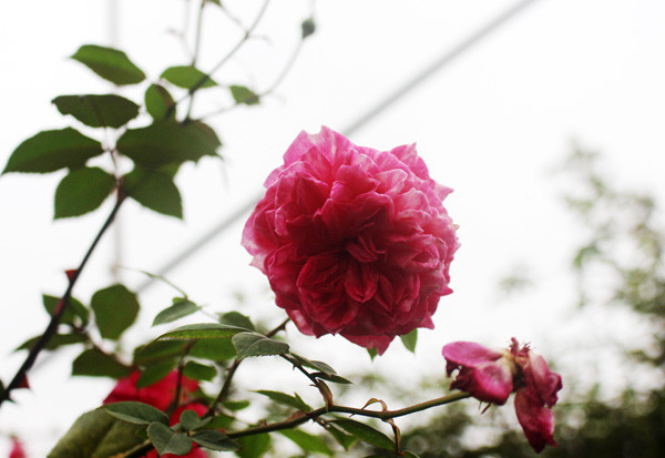 Đây được coi là một giống trong những giống hoa hồng đẹp nhất thế giới, tượng trưng cho tình yêu lãng mạn, ngọt ngào. (Ảnh: Phan Xâm/Vietnam+)