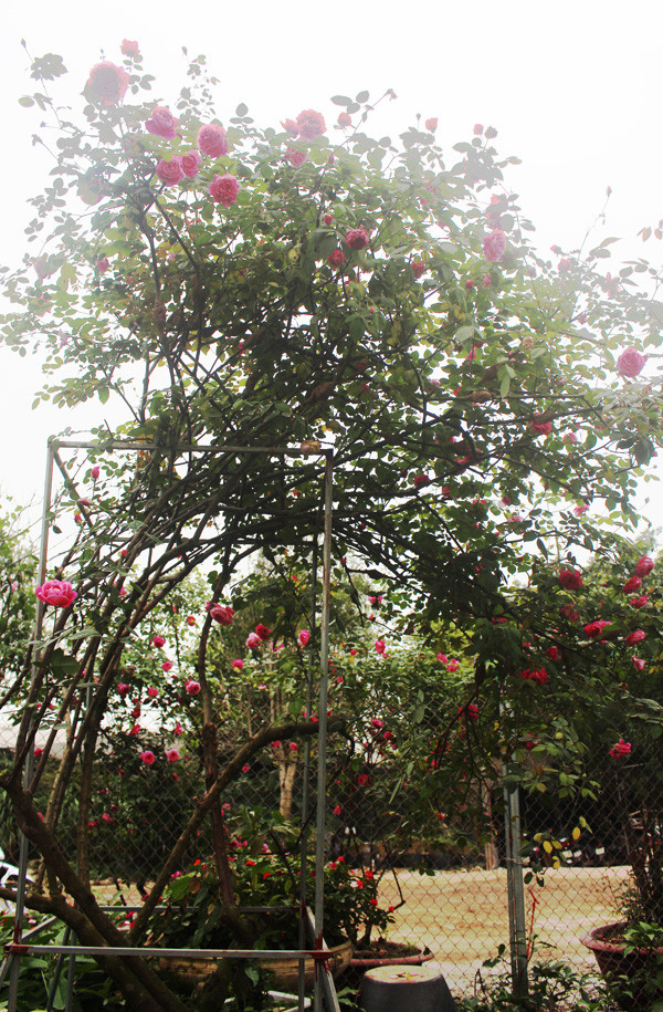 Vài năm gần đây giống hoa hồng cổ Sapa được rất người săn tìm, dù giá rất cao. (Ảnh: Phan Xâm/Vietnam+)