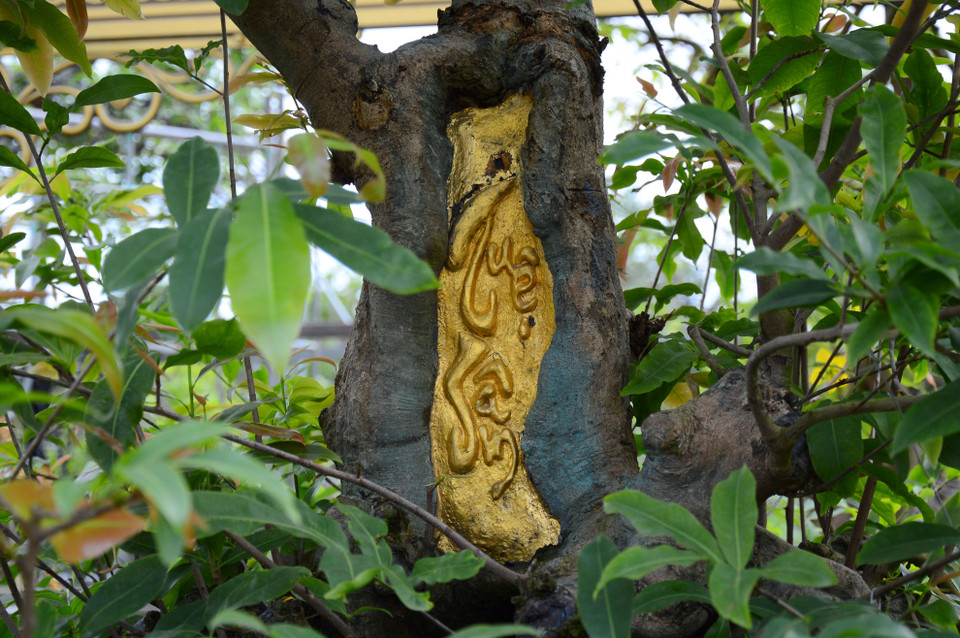 Chữ Tuệ Sâm trên thân cây mai vàng được dát mỏng bằng 9 chỉ vàng. (Ảnh: Nhựt An/TTXVN)