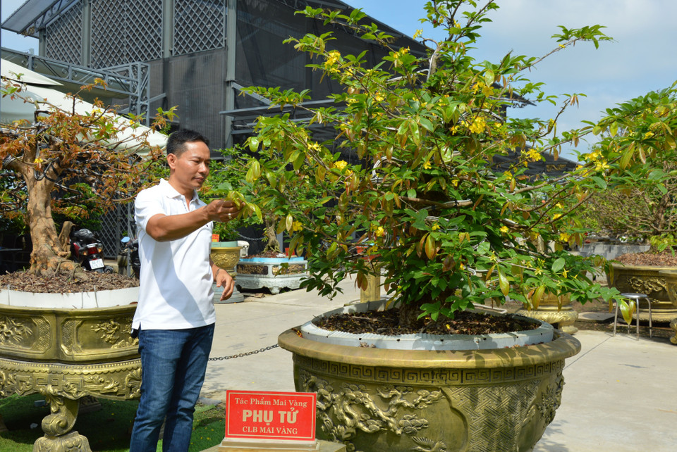 Bộ sưu tập 10 cây mai vàng của ông Vũ Đức Đông (sinh năm 1972, trú tại phường An Hòa, thành phố Sa Đéc, tỉnh Đồng Tháp) vừa được Tổ chức Kỷ lục thế giới công nhận xác lập kỷ lục thế giới “Bộ sưu tập mai vàng Tuệ Sâm có nhiều tác phẩm độc bản nhất”. (Ảnh: Nhựt An/TTXVN)