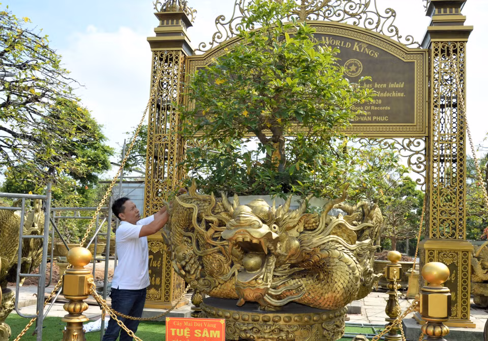 Cây mai vàng hơn 100 năm tuổi mang tên Tuệ Sâm là điểm nhấn trong Bộ sưu tập 10 cây mai vàng của ông Vũ Đức Đông. (Ảnh: Nhựt An/TTXVN)