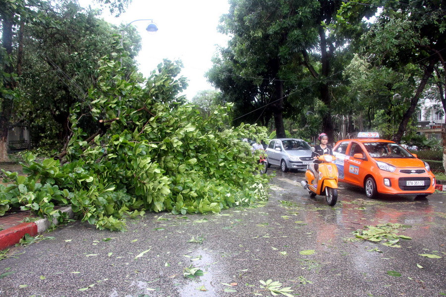 Cây xanh đổ gãy chắn ngang đường khiến phương tiện tham gia giao thông gặp nhiều khó khăn, ảnh chụp lúc 7 giờ 30 phút sáng 17/7. (Ảnh: Tá Chuyên/TTXVN)