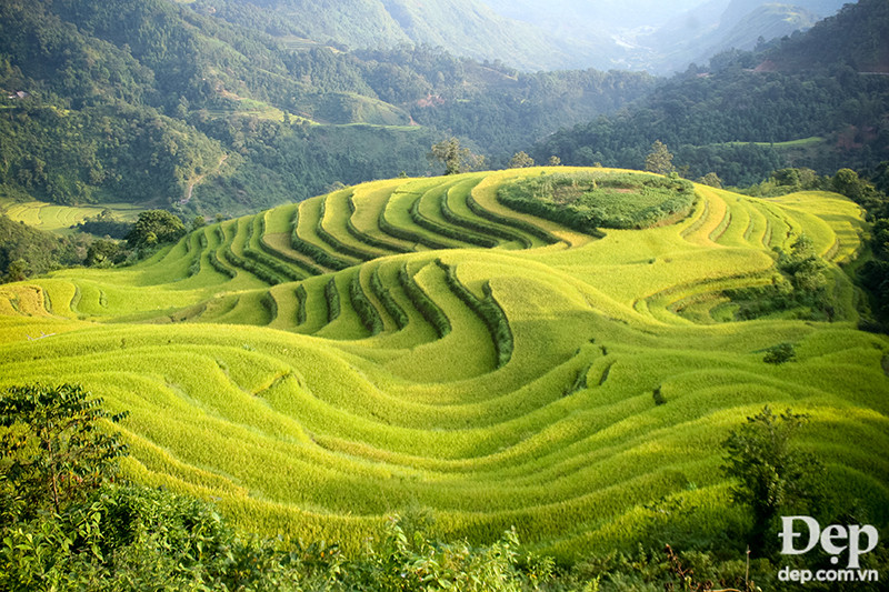 Triền đồi rực nắng.