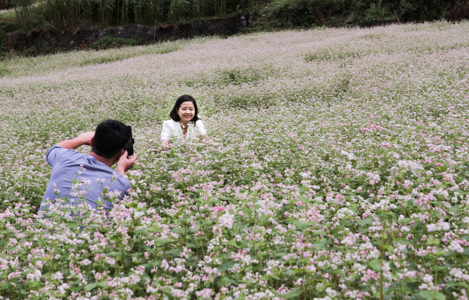 Cứ vào dịp cuối năm, mùa hoa tam giác mạch lại nở, vùng cao nguyên đá Hà Giang như được khoác lên mình một màu áo hồng khiến sự thô ráp, chai sạn của đá cũng trở nên mềm mại hơn. (Ảnh: Nam Thái/TTXVN)