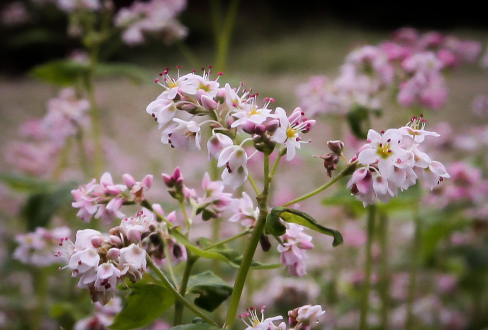 Bắt đầu từ tháng 10 cho tới tháng 12 là lúc hoa Tam Giác Mạch đua nhau khoe sắc rợp trời nơi cao nguyên đá Hà Giang. (Ảnh: Nam Thái/TTXVN)
