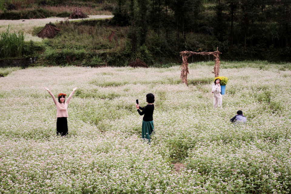 Loài hoa Tam Giác Mạch từ bao đời nay đã gắn bó với cuộc sống và văn hóa của người dân vùng cao nguyên đá, mang vẻ đẹp mộc mạc, thuần khiết, mỏng manh nhưng ngày đêm kiên trì, chắt chiu từng chút đất, hơi sương, vươn mình khoe sắc, hiến dâng cho đời những hạt mạch trân quý. (Ảnh: Nam Thái/TTXVN)