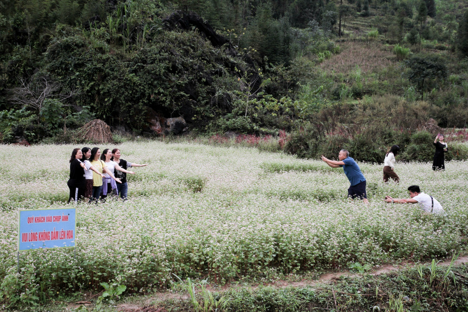 Thời điểm này, du khách được ngắm một Hà Giang trọn vẹn trong sự hòa quyện của từng tầng cấu trúc địa hình và những màu sắc dịu dàng mà đất trời đã tô điểm trên vùng đất này. (Ảnh: Nam Thái/TTXVN)