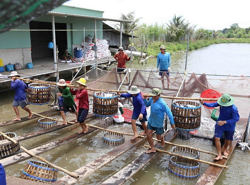 Đại hội Đảng toàn quốc lần thứ XIII đã xác định chủ thuyết phát triển “… Khơi dậy khát vọng phát triển đất nước, phát huy ý chí, sức mạnh đại đoàn kết toàn dân tộc kết hợp với sức mạnh thời đại; tiếp tục đẩy mạnh toàn diện, đồng bộ công cuộc đổi mới; xây dựng và bảo vệ vững chắc Tổ quốc, giữ vững môi trường hòa bình, ổn định; phấn đấu đến giữa thế kỷ XXI nước ta trở thành nước phát triển, theo định hướng xã hội chủ nghĩa”. Đó không chỉ là mục tiêu mà còn là khát vọng của cả dân tộc Việt Nam. Trong ảnh: Phát triển nuôi thủy sản ở Cần Thơ phục vụ xuất khẩu, tạo việc làm và thu nhập ổn định thu cho hàng vạn lao động. (Ảnh: Vũ Sinh/TTXVN)