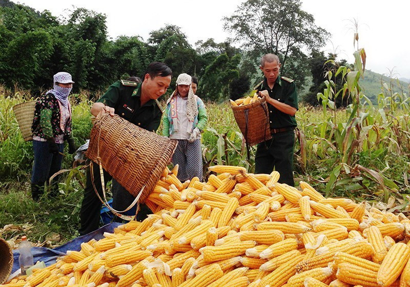 Từ một nước nghèo và lạc hậu, Việt Nam đã vươn lên trở thành một nước đang phát triển, có thu nhập trung bình. Đất nước ta chưa bao giờ có được cơ đồ, tiềm lực, vị thế và uy tín quốc tế như ngày nay; có thêm nhiều điều kiện, tiền đề thuận lợi để vững bước trên con đường mà Đảng Cộng sản Việt Nam, nhân dân và Bác Hồ kính yêu đã lựa chọn. Trong ảnh: Chiến sỹ biên phòng cửa khẩu Quốc tế Tây Trang (Điện Biên) giúp dân thu hoạch nông sản. (Ảnh: TTXVN)