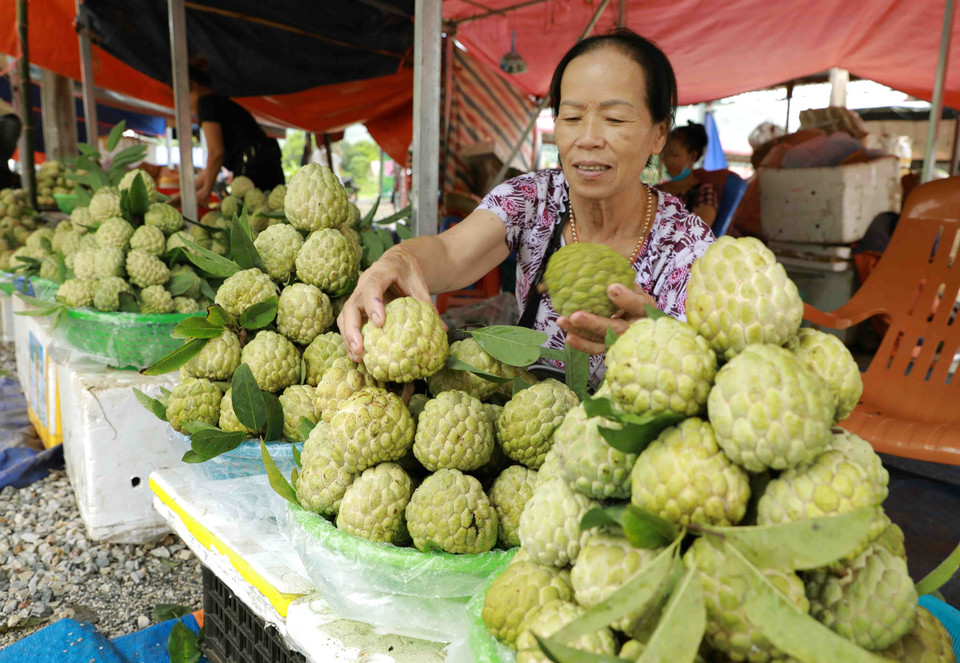 Sản phẩm na của thị trấn Đồng Mỏ đạt chất sản phẩm nông nghiệp OCOP 4 sao năm 2022. (Ảnh: Vũ Sinh/TTXVN)