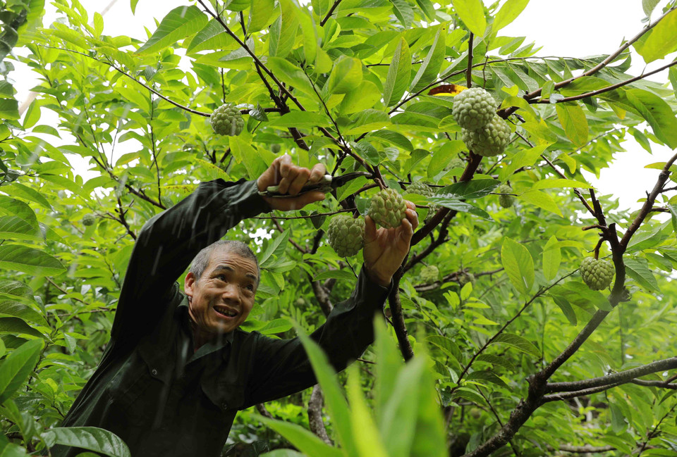 Ông Hoàng Văn Chức thu hoạch na. (Ảnh: Vũ Sinh/TTXVN)
