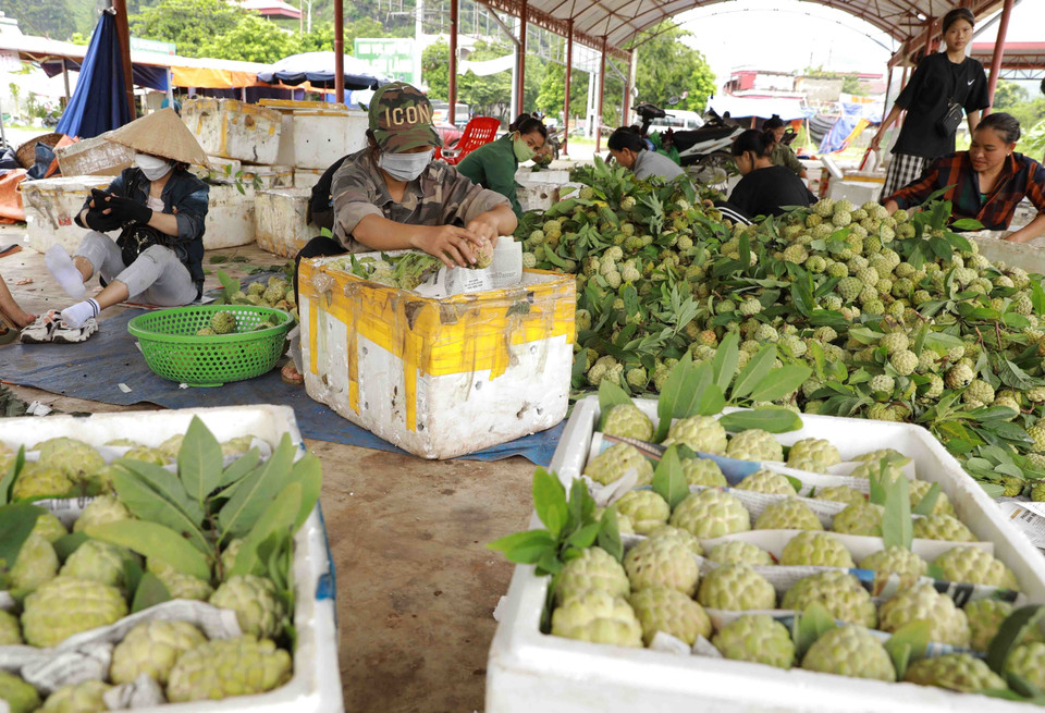 Năm 2022, huyện Chi Lăng (Lạng Sơn) có khoảng 2.300ha trồng na cho thu hoạch, sản lượng ước đạt 20.000 tấn, giá trị kinh tế đạt khoảng 700 tỷ đồng. (Ảnh: Vũ Sinh/TTXVN)
