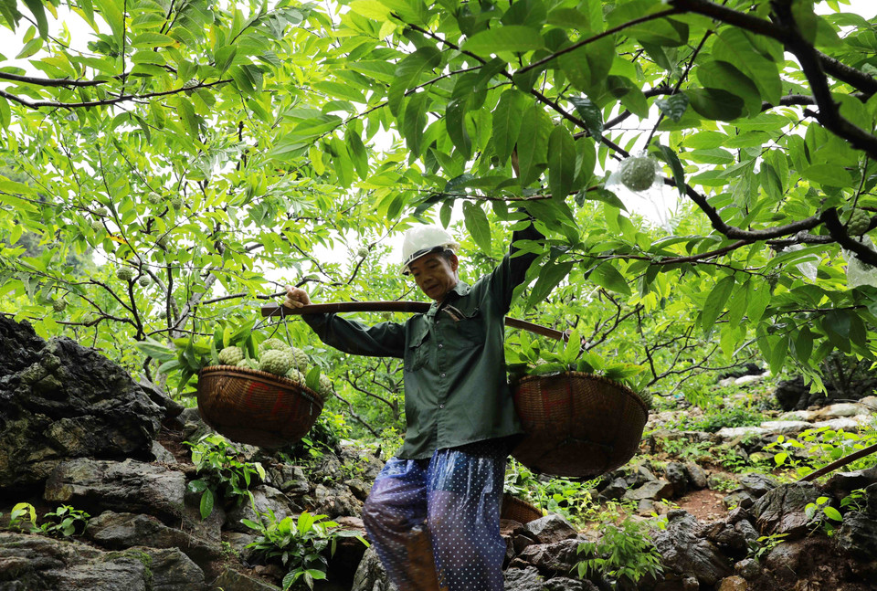Nông dân Hoàng Văn Chức vận chuyển na đi tiêu thụ. (Ảnh: Vũ Sinh/TTXVN)