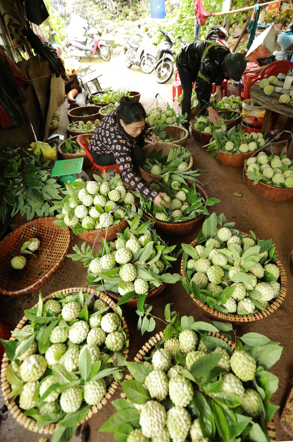 Huyện tiếp tục chủ động xúc tiến thương mại, ký kết bao tiêu sản phẩm với doanh nghiệp tiêu thụ ở thị trường trong nước, đồng thời quảng bá thương hiệu na đặc sản của Việt Nam ra thị trường nước ngoài. (Ảnh: Vũ Sinh/TTXVN)