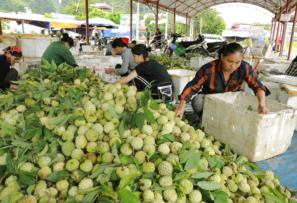 Sản phẩm na được vận chuyển đi tiêu thụ bằng thùng xốp để đảm bảo chất lượng. (Ảnh: Vũ Sinh/TTXVN)