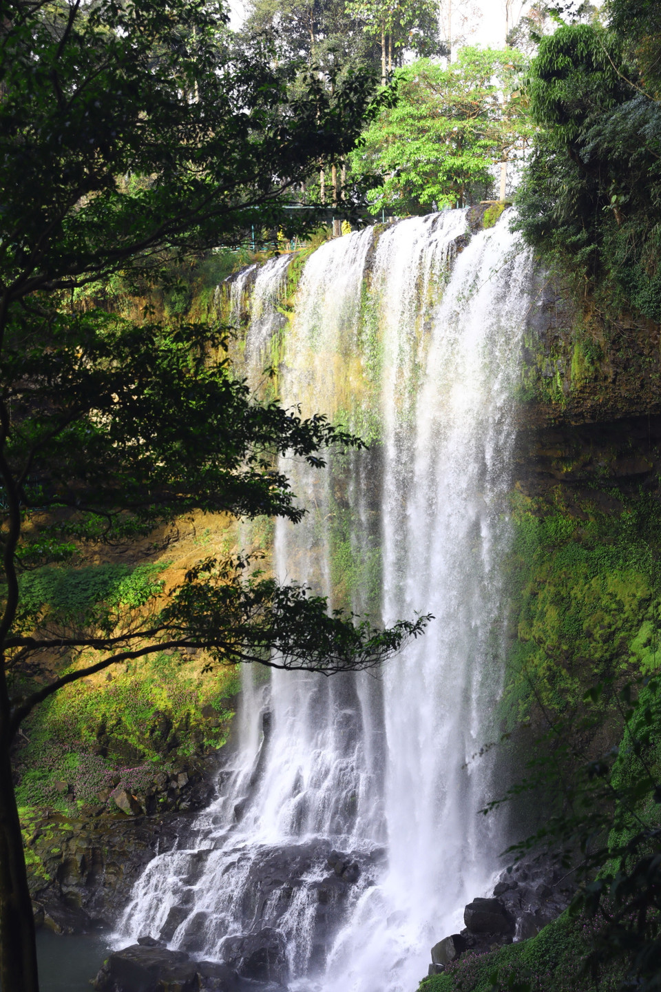 Xung quanh tháp là nhiều loại cây lâu năm quý hiếm. (Ảnh: Huy Hùng/TTXVN)
