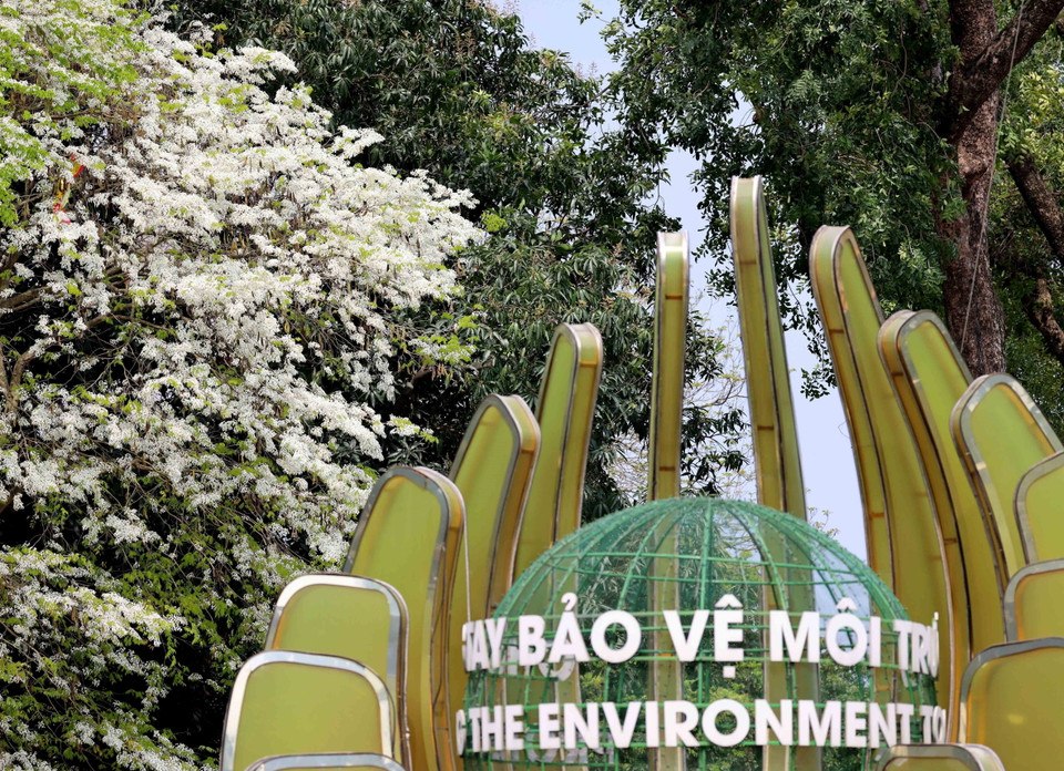 Ngày trời xanh, nắng vàng, hoa sưa vẫn nổi bật với sắc trắng tinh khôi. (Ảnh: Nhật Anh/TTXVN)