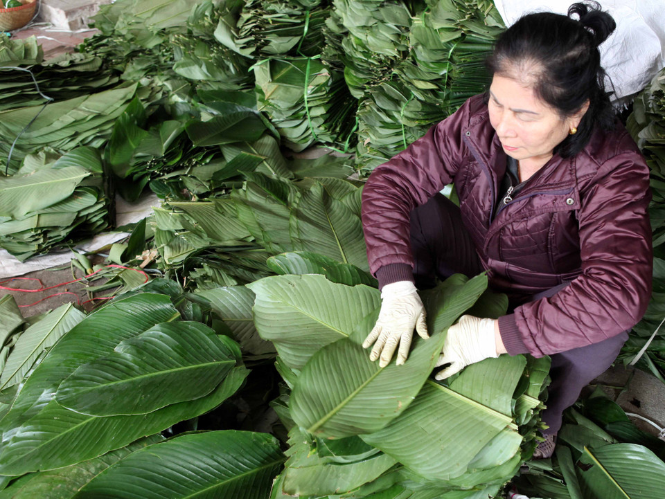 Để làm bánh chưng ngon, các nguyên liệu như lá dong, gạo nếp, đậu xanh, thịt lợn phải được lựa chọn kỹ. (Ảnh: Trần Việt/TTXVN)