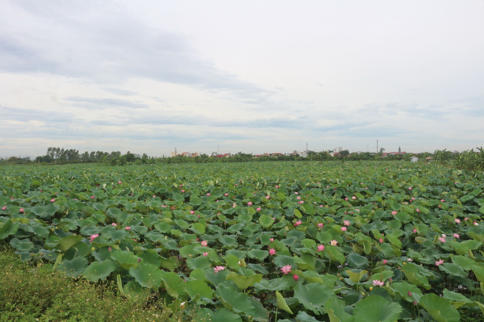 Cánh đồng sen tại xã Chuyên Ngoại, thị xã Duy Tiên, tỉnh Hà Nam. (Ảnh: Thanh Tuấn/TTXVN)