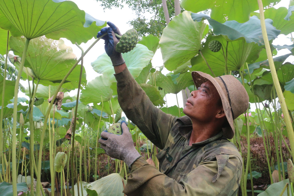  Từ 5 năm trở lại đây, toàn bộ diện tích đất trồng lúa của xã đã được bà con chyển đổi sang trồng sen, do trồng sen cho thu hoạch cao gấp 5-7 lần so với trồng lúa. (Ảnh: TTXVN)