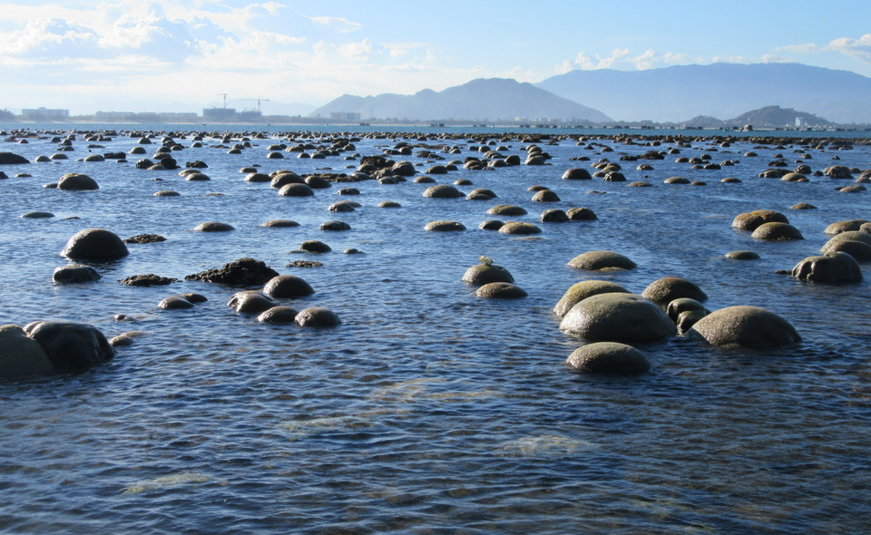 San hô chỉ nổi lên trên mặt nước từ tháng Năm đến hết tháng Bảy dương lịch, nhất là mùng 1 và ngày rằm là lúc thủy triều xuống mức thấp, bãi rạn san hô lộ rõ trên mặt biển tạo cảnh sắc tuyệt đẹp thu hút du khách. (Ảnh: Nguyễn Thành/TTXVN)