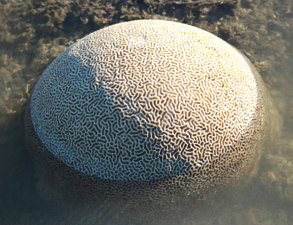 Bãi rạn san hô tạo cảnh sắc tuyệt đẹp thu hút du khách. (Ảnh: Nguyễn Thành/TTXVN)