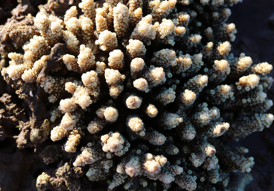 Cả dải san hô lộ thiên tuyệt đẹp trên mặt biển. (Ảnh: Nguyễn Thành/TTXVN)