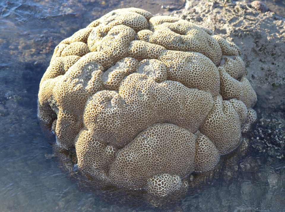 San hô có hình dạng như một khối não. (Ảnh: Nguyễn Thành/TTXVN)