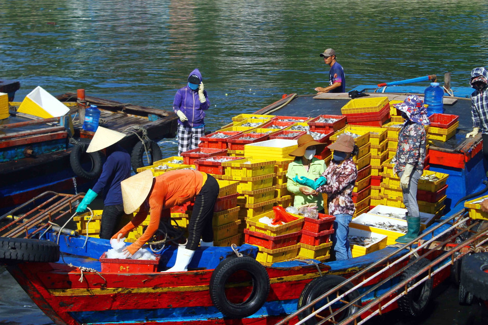 Do tàu công suất lớn không thể cập cảng bốc dỡ hàng hóa nên hải sản được tàu thuyền trung gian vận chuyển đưa lên bến cá Nghi Thủy. (Ảnh: Tá Chuyên/TTXVN)