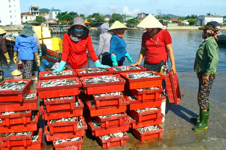 Với nguồn lợi thủy hải sản phong phú, bến cá Nghi Thủy tấp nập các thương lái tới thu mua. (Ảnh: Tá Chuyên/TTXVN)