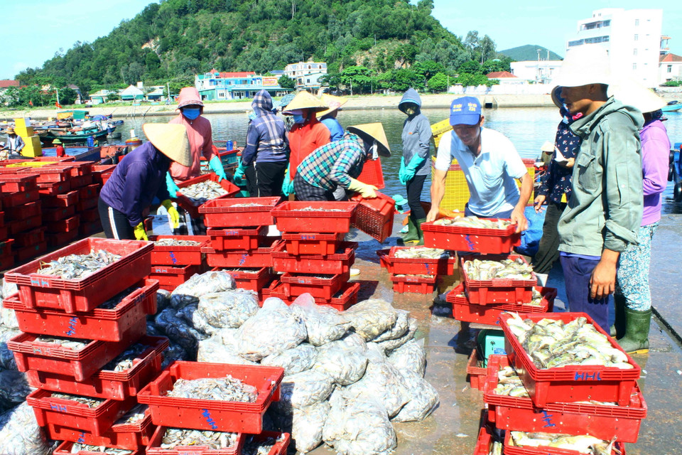 Với nguồn lợi thủy hải sản phong phú, bến cá Nghi Thủy tấp nập các thương lái tới thu mua. (Ảnh: Tá Chuyên/TTXVN)
