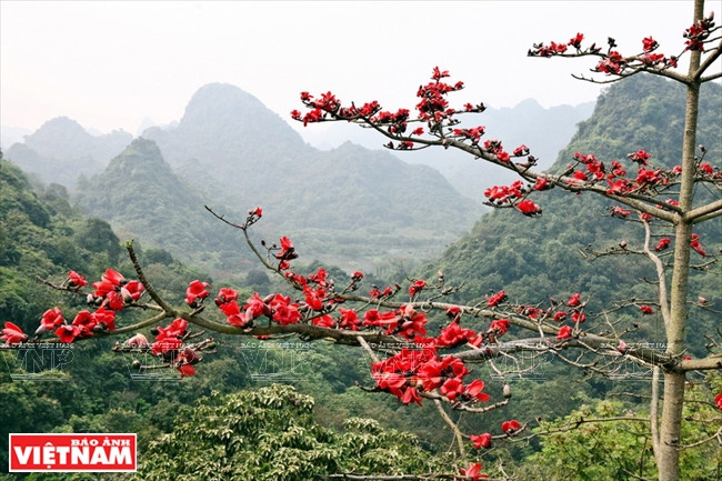  Vào dịp lễ hội chùa Hương, những cây gạo đua nhau nở nở hoa tô đẹp thêm vẻ đẹp hùng vĩ của Hương Sơn.