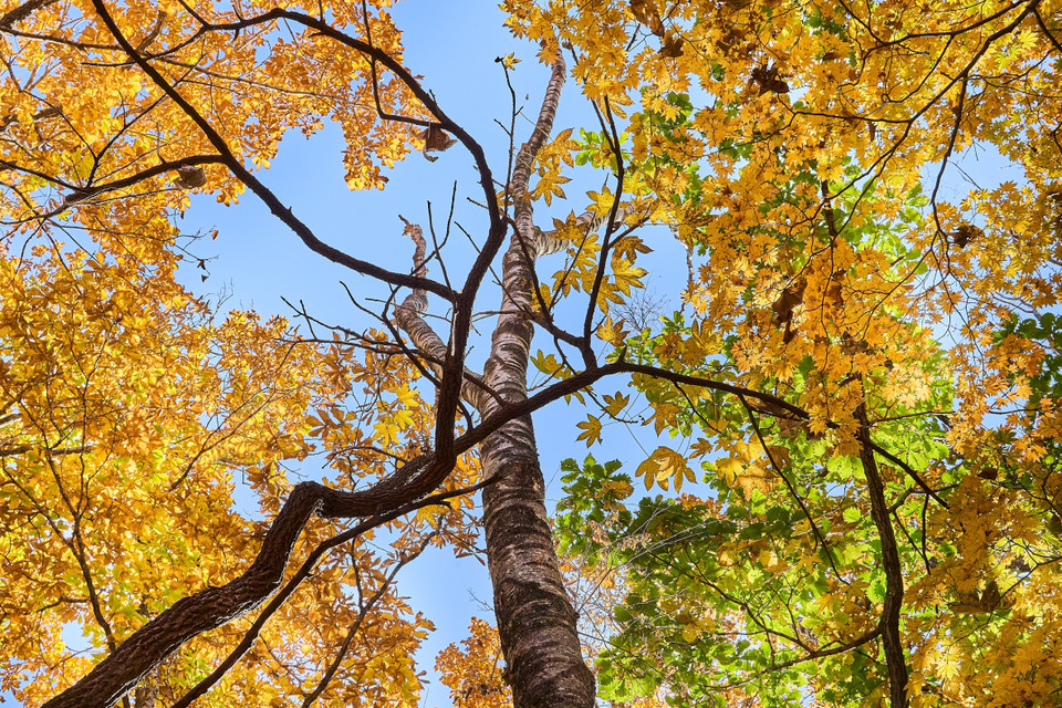 Lá nhuộm sắc vàng khi Thu sang tại Vladivostok, Nga. (Ảnh: THX/TTXVN)