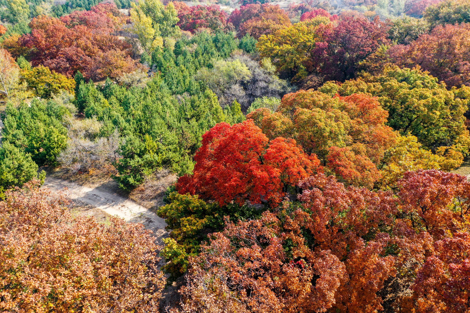 Rừng thu rực sắc màu tại Khu tự trị Nội Mông, Trung Quốc. (Ảnh: THX/TTXVN)