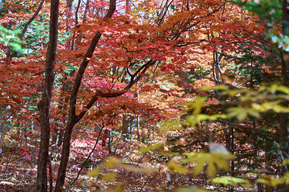 Lá nhuộm sắc vàng đỏ trong thời tiết Thu tại Vladivostok, Nga. (Ảnh: THX/TTXVN)