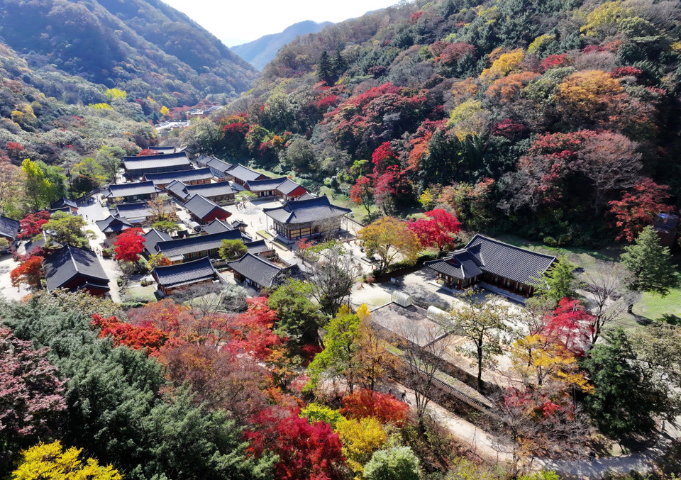 Lá nhuộm sắc vàng đỏ trong thời tiết mùa Thu tại Daegu, Hàn Quốc. (Ảnh: Yonhap/TTXVN)